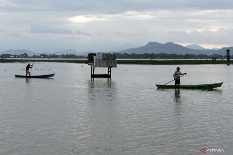Mencari ikan di persawahan yang terendam banjir