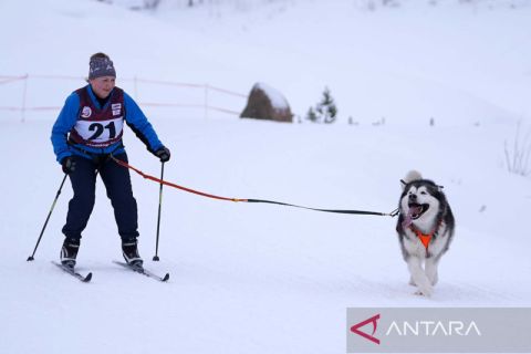 Serunya kejuaraan anjing penarik kereta luncur di Latvia