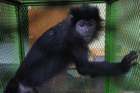 BKSDA Banten amankan lutung jawa