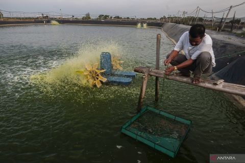 Raup miliaran rupiah dari budi daya udang vaname