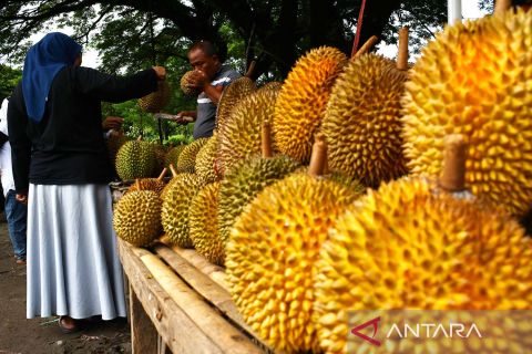 Potensi buah durian lokal