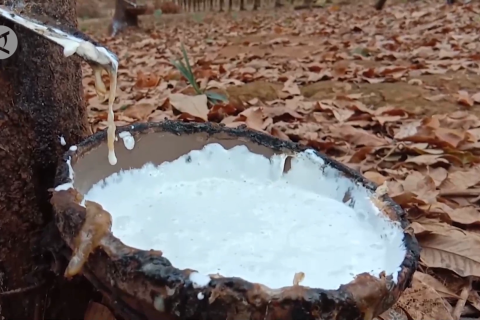 Ekspor karet Kamboja naik 8 persen pada 2021