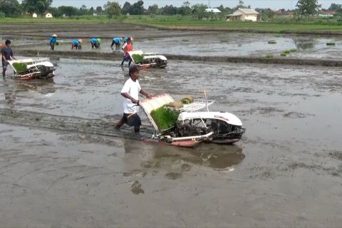 Mentan genjot produksi padi melalui percepatan tanam
