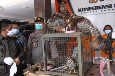 Polisi dan BKSDA Lumajang ungkap perdagangan 17 ekor satwa dilindungi