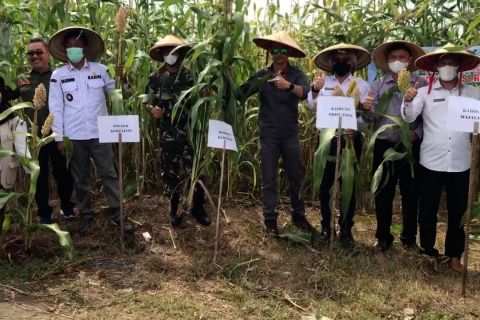 Majalengka kembangkan tanaman Sorgum sebagai alternatif pengganti Padi