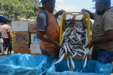 Produksi perikanan tangkap Padang capai 20.191 ton