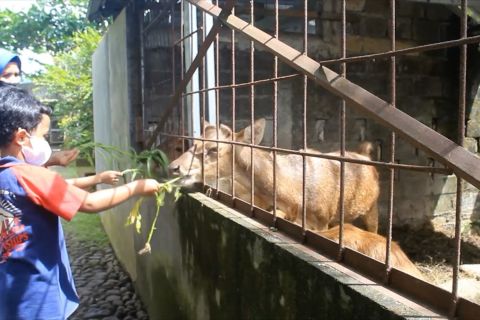 Tarik minat pengunjung, rumah makan ini hadirkan kebun binatang mini