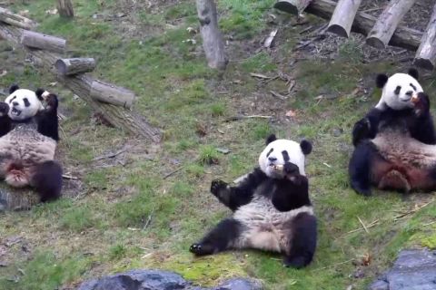 Kawanan panda raksasa nikmati musim dingin di Belgia