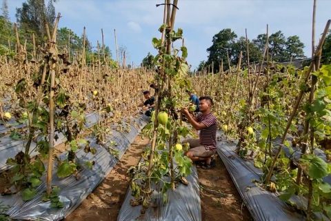 Lanal Lhokseumawe gencarkan budi daya melon langkawi
