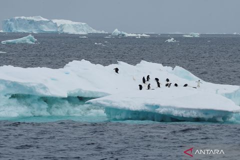 Investigasi dampak perubahan iklim pada koloni penguin di Antartika