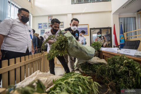 Rilis Penemuan Ladang Ganja di Kabupaten Empat Lawang