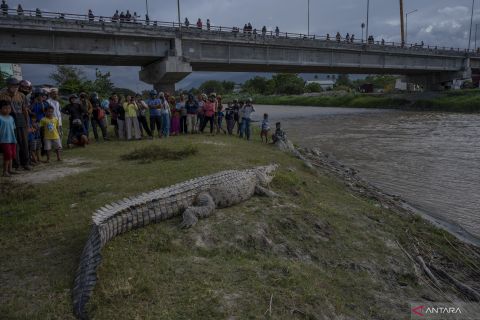 Nekat! Buaya liar berjemur jadi tontonan warga di Palu