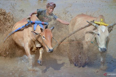 Ajang Pacu Jawi kembali di gelar