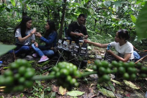 Barista kaki Gunung Merbabu tawarkan minum kopi langsung di kebunnya