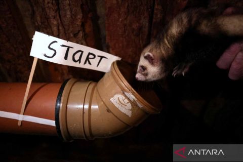 Adu balap musang di Inggris