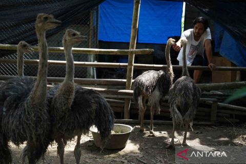 Potensi peternakan burung unta di Indonesia