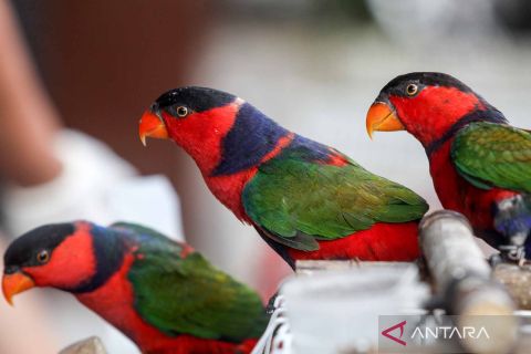 Upaya penyelundupan dua ratusan ekor burung dilindungi