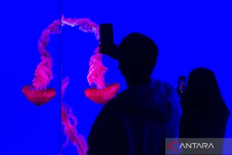 Melihat penghuni laut dari dekat