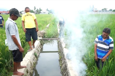 Balintan Gorontalo lakukan pengendalian hama tikus di sawah