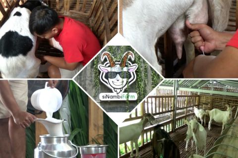 Bangkit dari pandemi dengan usaha kambing perah