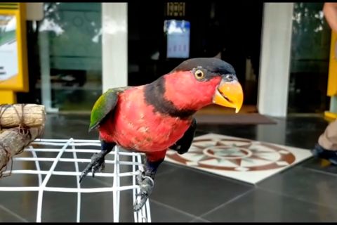 BBKP Surabaya gagalkan penyelundupan ratusan ekor burung asal Papua