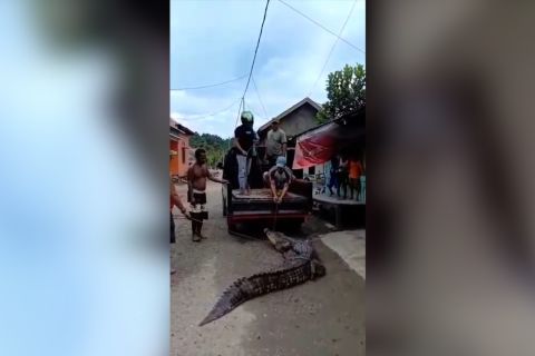 BKSDA imbau warga Maluku Utara tidak bunuh buaya