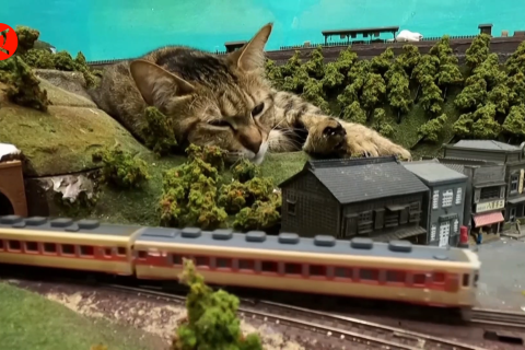 Kucing liar yang bawa peruntungan restoran di Osaka