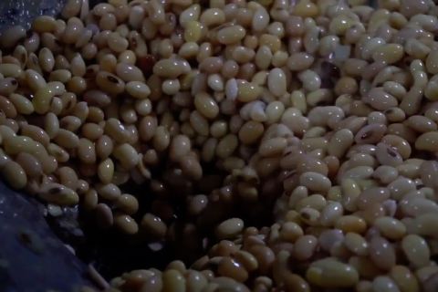 Pemerintah siapkan strategi pastikan ketersediaan kacang kedelai