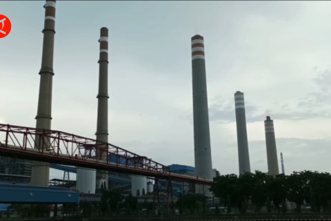 PLTU Paiton gunakan biomasa serbuk kayu gantikan batu bara