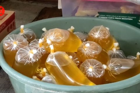 Harga minyak goreng di Pasar Blok F Cilegon belum merata