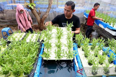 Budi daya hidroponik rakit apung di Aceh