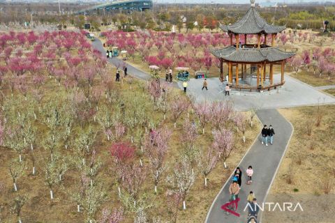 Bunga-bunga bermekaran saat musim semi di China