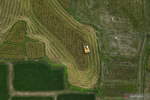 Panen padi di Kabupaten Sigi menurun