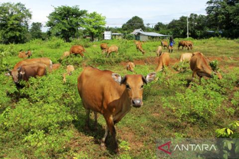 Stok daging jelang Ramadhan-Lebaran masih aman