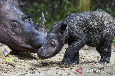 Kelahiran Badak Sumatera di TN Way Kambas
