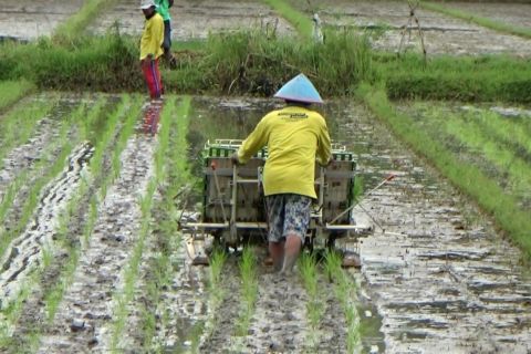 Antisipasi krisis pangan dengan padi IP 400