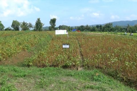 Bantul siapkan 400 hektar lahan guna penuhi kebutuhan kedelai
