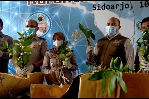 BBKP Surabaya amankan ratusan bibit anggrek asal Merauke