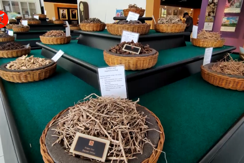 BRIN dorong perusahaan farmasi gali potensi bahan baku herbal