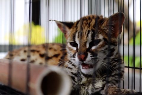 Gakkum KLHK Kalimantan terapkan sanksi berlapis kejahatan TSL