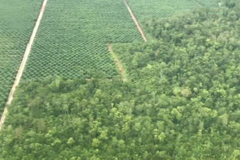 KLHK dorong pemanfaatan digitalisasi dalam pengelolaan hutan