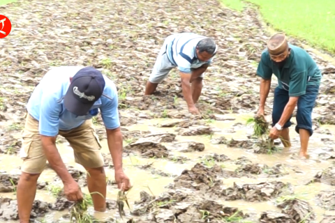 Menghasilkan produk pertanian ramah lingkungan dan sehat di Gorontalo