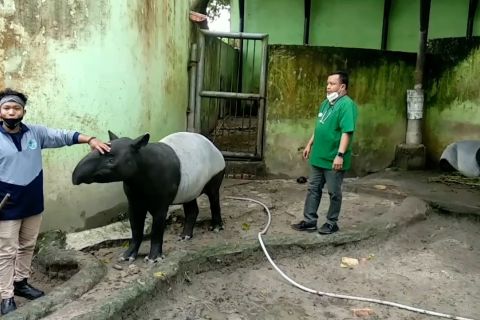 Pemprov kaji pemindahan lokasi objek wisata kebun binatang Jambi