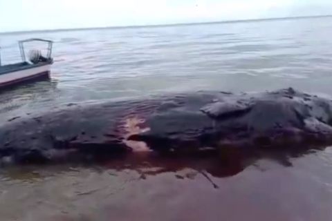 PSDKP Ambon evakuasi bangkai paus sperma jauh dari permukiman