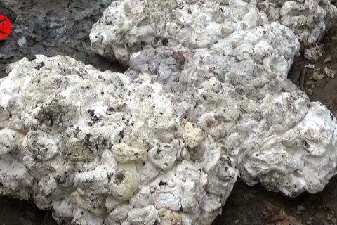 Harga karet meningkat, pekerja kebun semangat menyadap lagi