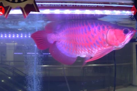 Gaungkan kembali pariwisata Bali lewat kontes ikan hias