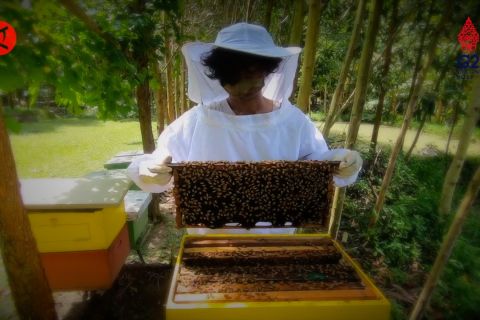 Melihat produksi madu hutan asli Lampung