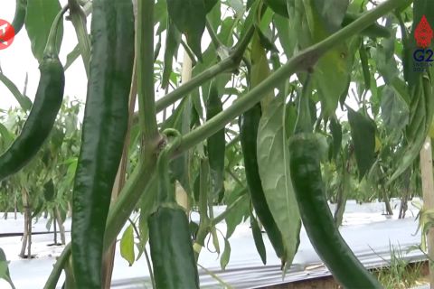 Pemprov Kalsel dorong Banjarbaru menjadi sentra hortikultura