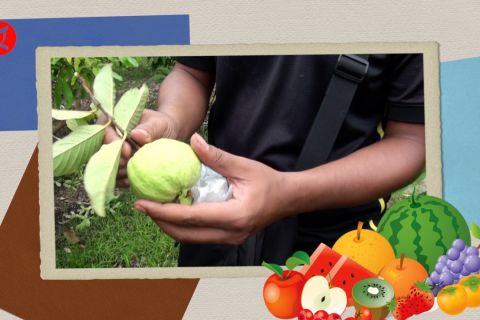 Sensasi petik buah di Agrowisata Cipta Rasa Palangka Raya