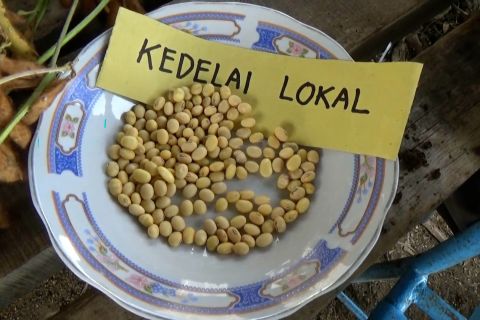 UGM kembangkan tanam kedelai lokal berbasis IPTEK